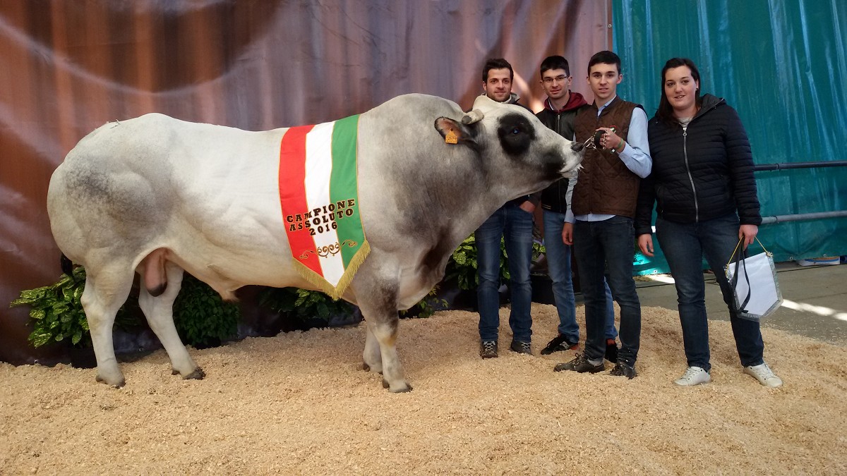 Campione assoluto 2016